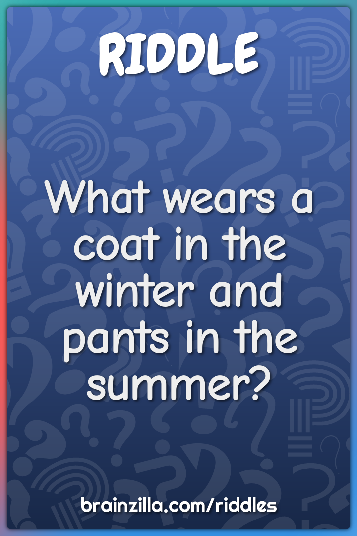 What wears a coat in the winter and pants in the summer?
