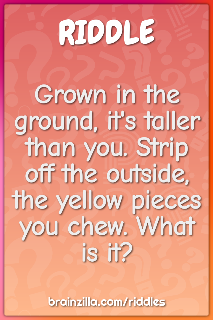 Grown in the ground, it's taller than you. Strip off the outside, the...