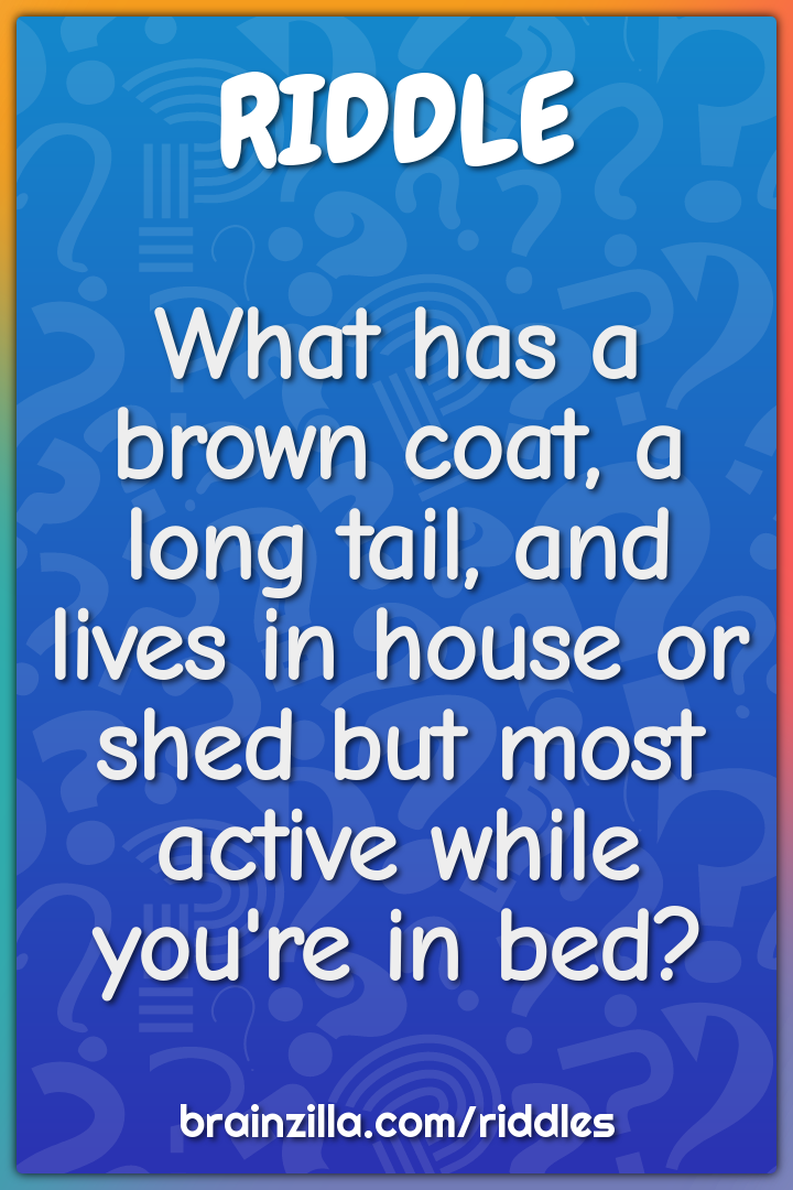 What has a brown coat, a long tail, and lives in house or shed but...