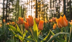 Tulips by Sunset