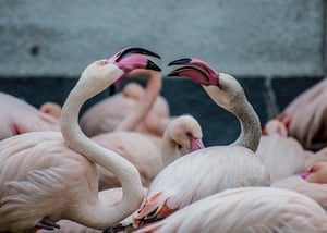 Flamingos Kissing