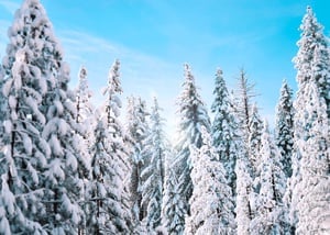 Snowy Trees