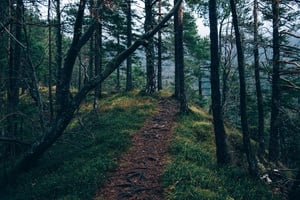 Trail into Nature