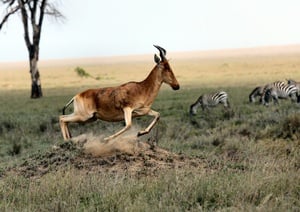 Gazelle in Tanzania