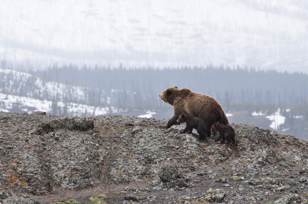 A Mother and her Cubs
