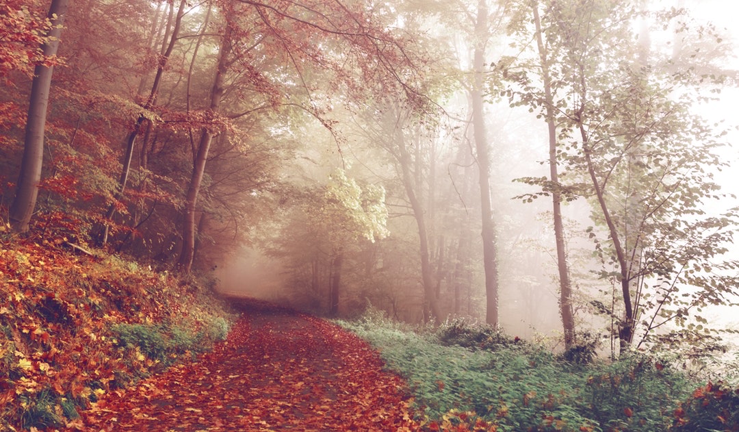 Autumn Path