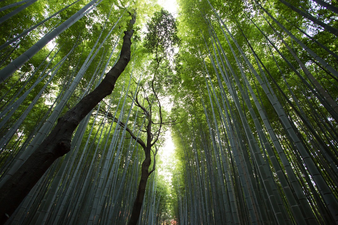 Bamboo Structures
