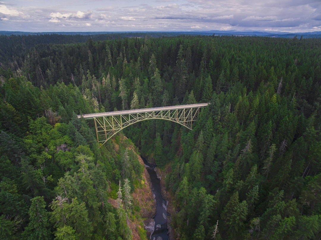 Bridge Over the Forest