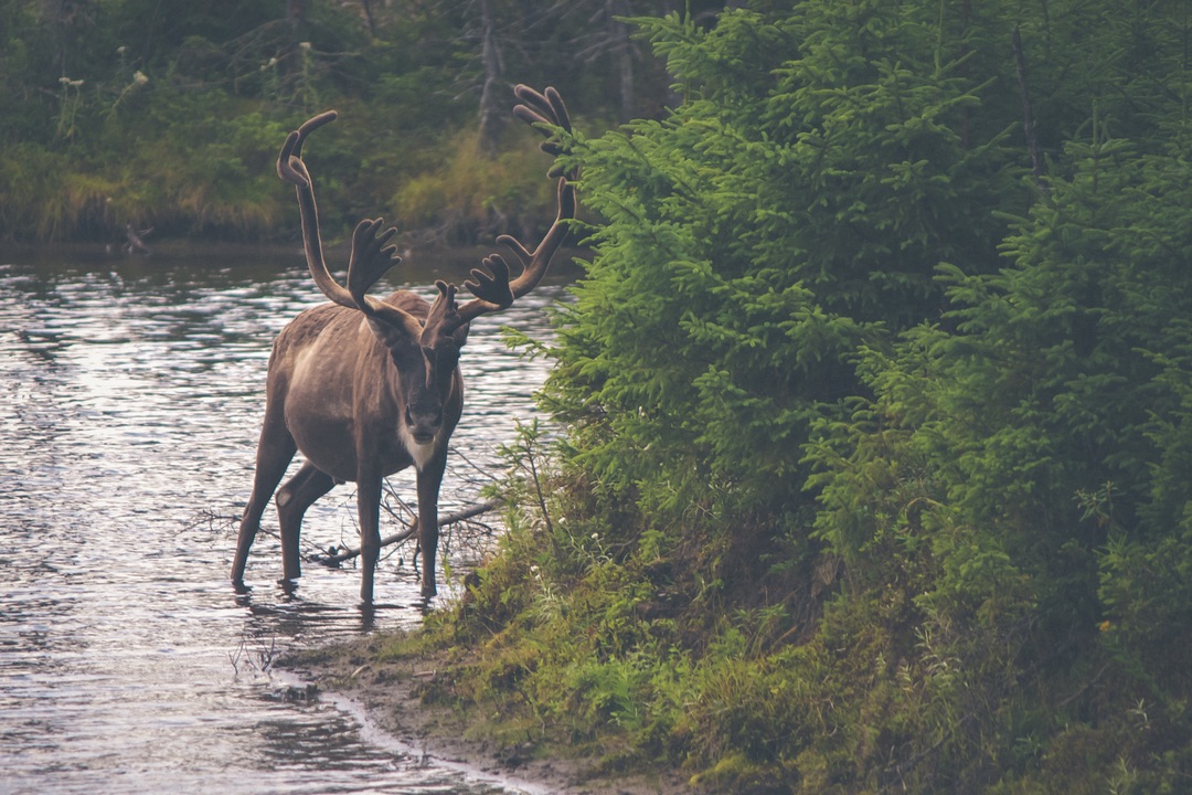 Deer Drinking