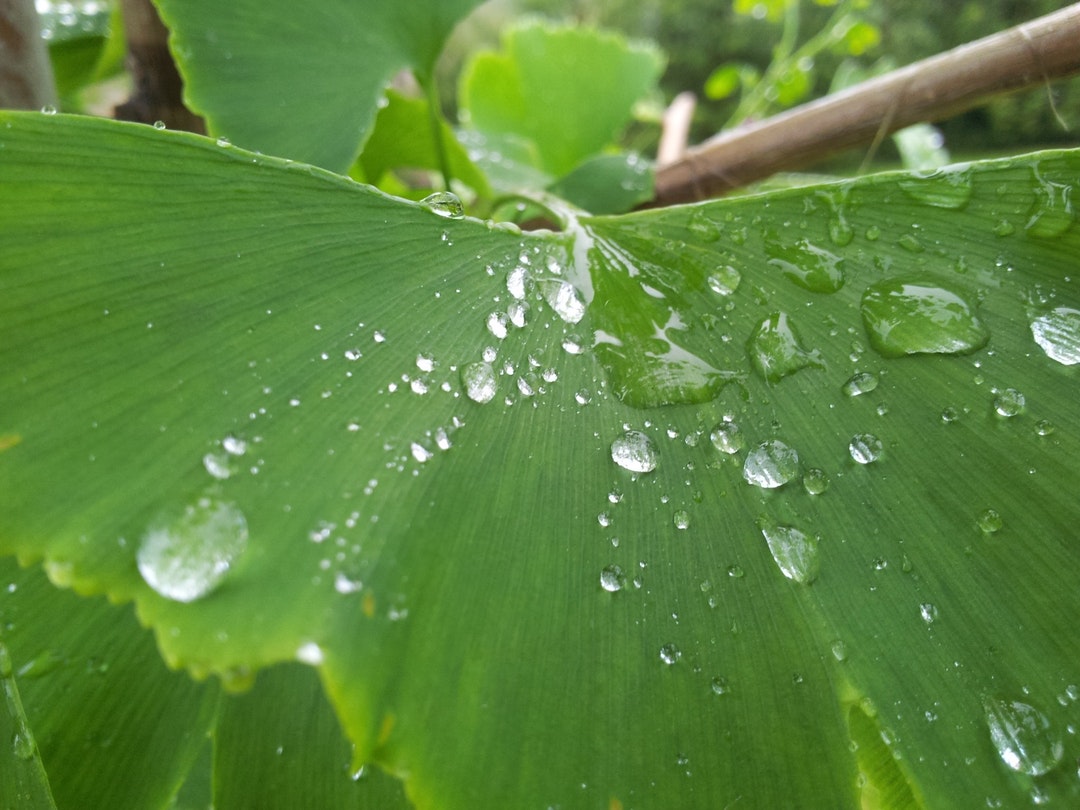 Dew Dropped Leaf