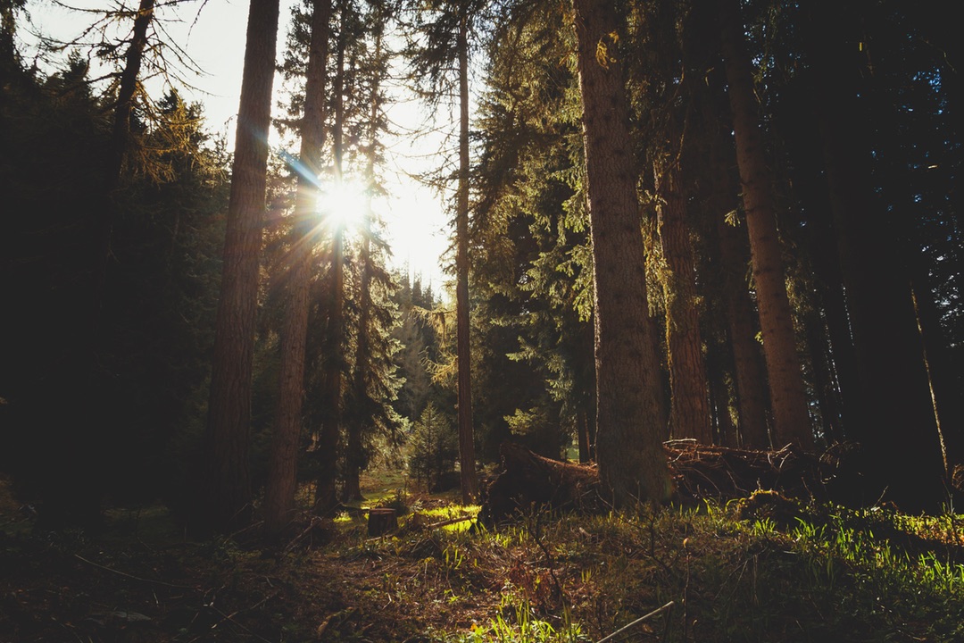Forest Underbrush