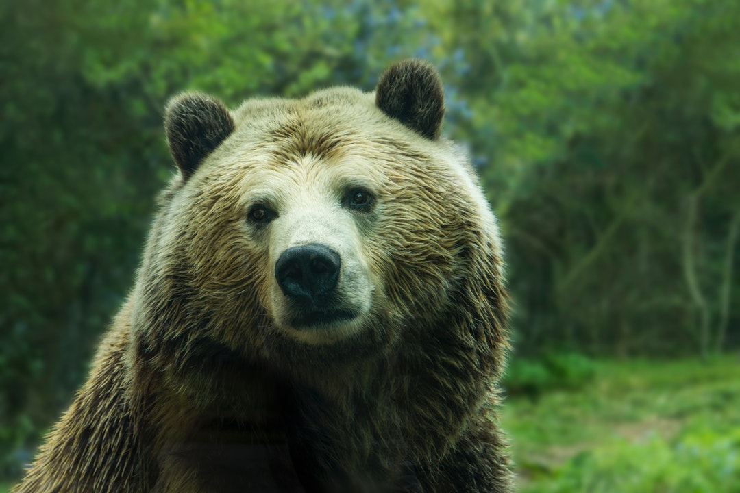 Furry Bear