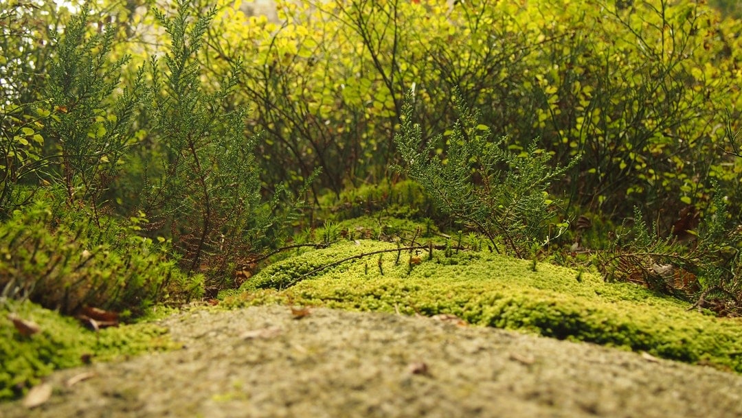 Moss and Plants