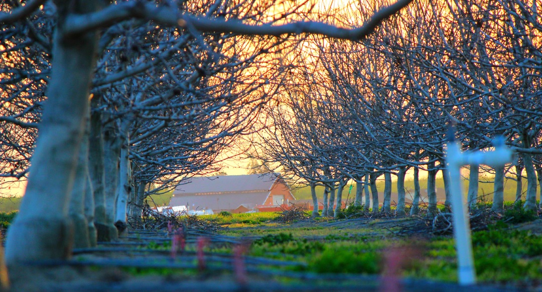 Orchard