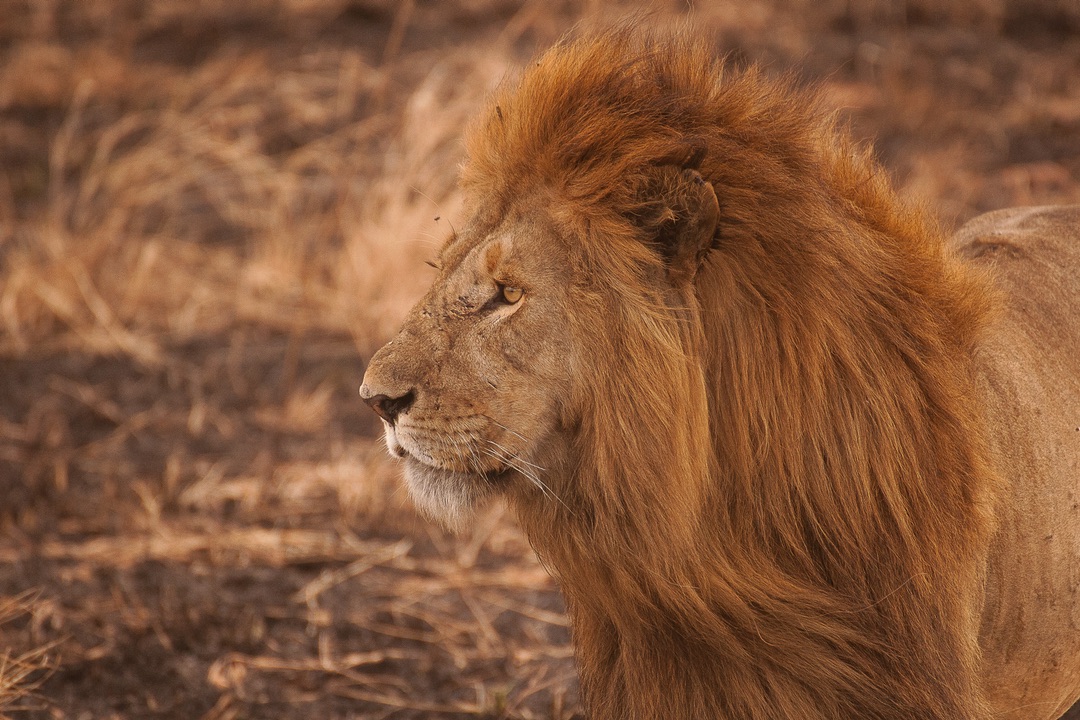 Powerful Lion