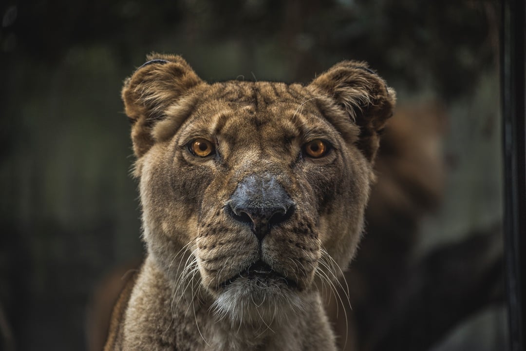 Staring Lioness