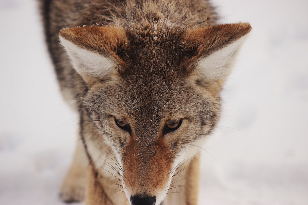 Thinkful Fox