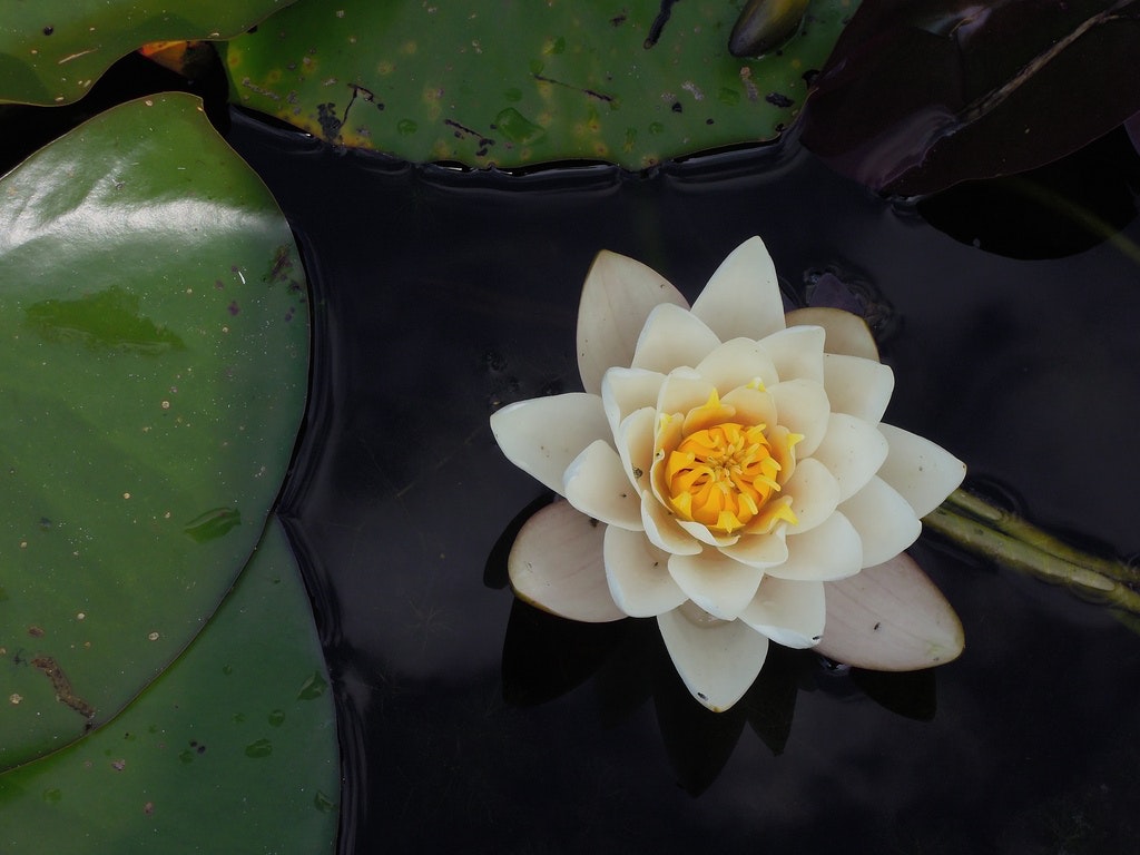White Water Lily