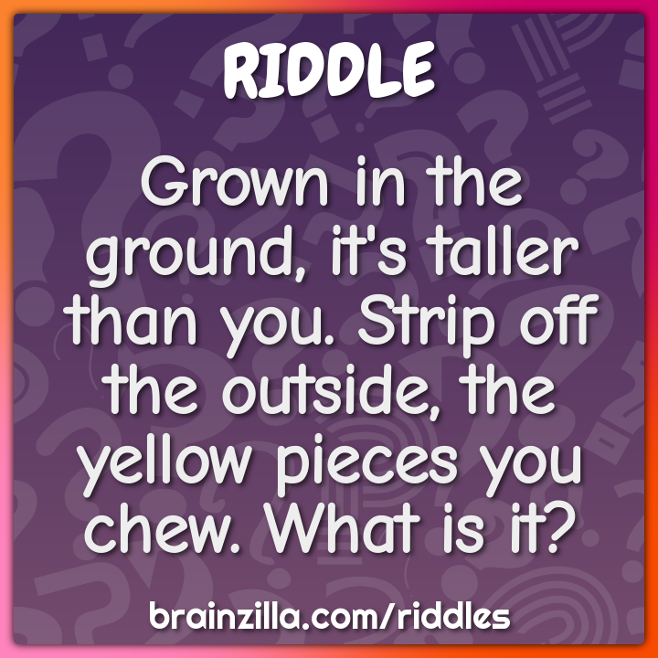 Grown in the ground, it's taller than you. Strip off the outside, the...