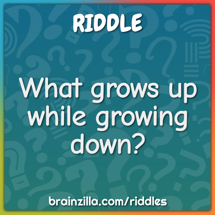 What grows up while growing down?