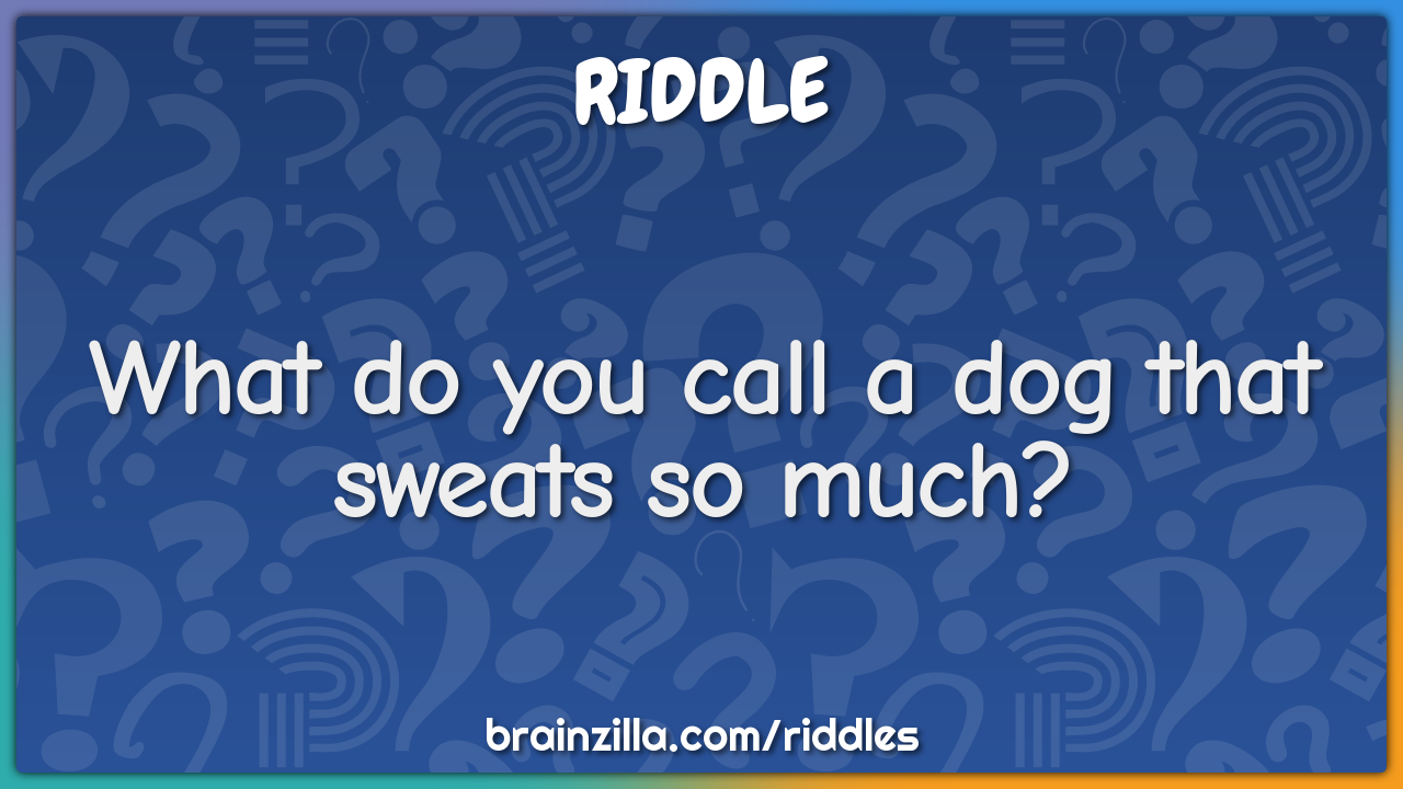 What do you call a dog that sweats so much?