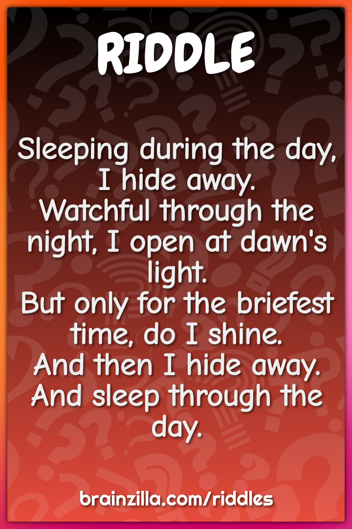Sleeping during the day, I hide away.  Watchful through the night, I...