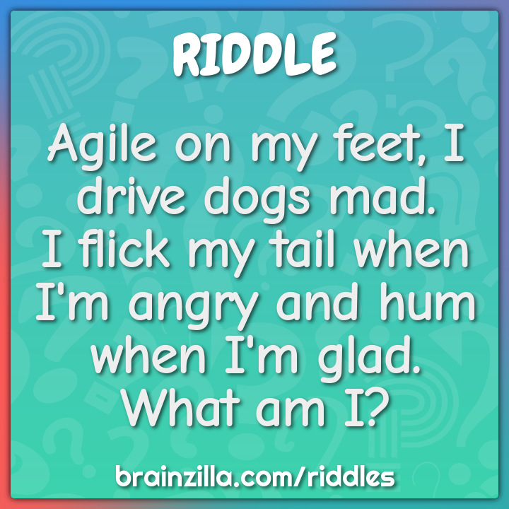Agile on my feet, I drive dogs mad.  I flick my tail when I'm angry...