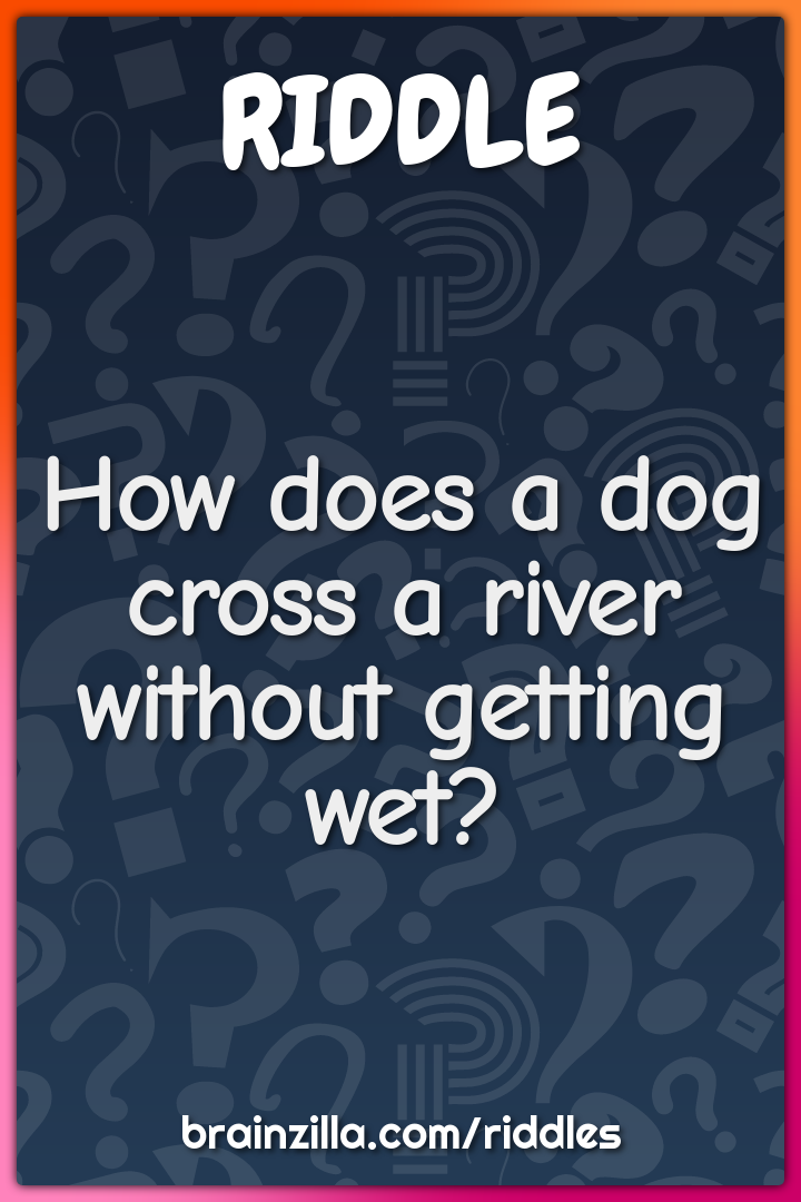 How does a dog cross a river without getting wet?