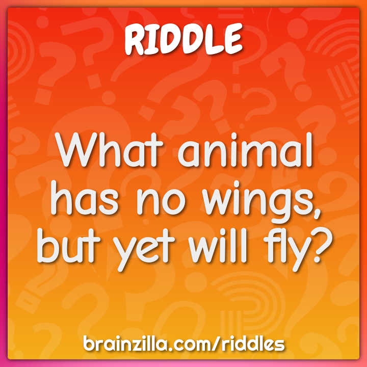 What animal has no wings, but yet will fly? - Riddle & Answer - Brainzilla