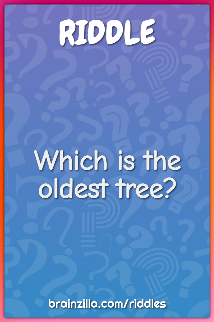 Which is the oldest tree?