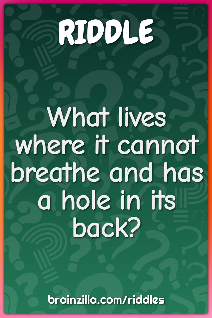 What lives where it cannot breathe and has a hole in its back?