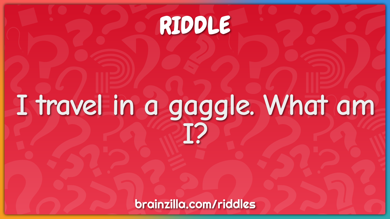 I travel in a gaggle. What am I?