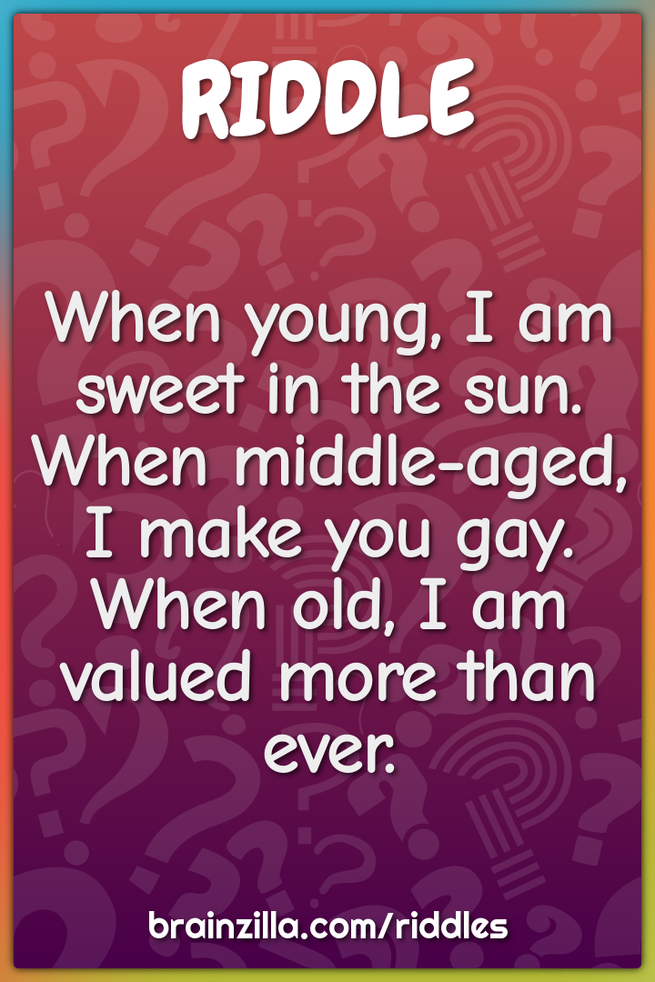 When young, I am sweet in the sun.  When middle-aged, I make you gay....