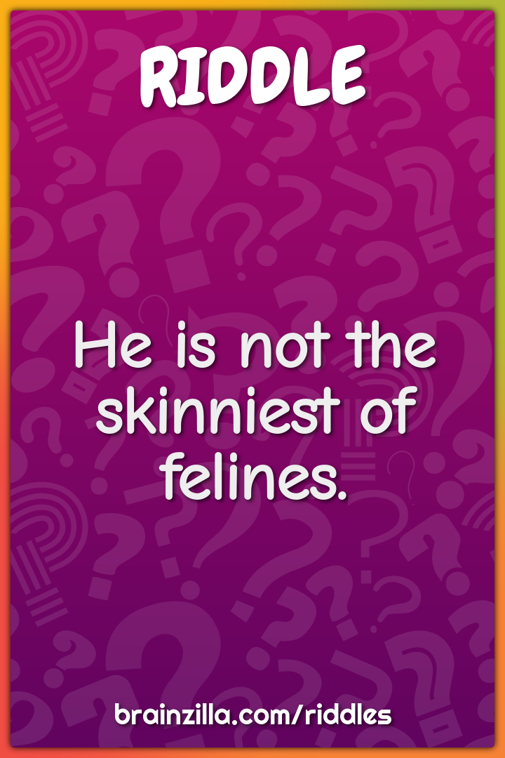 He is not the skinniest of felines.